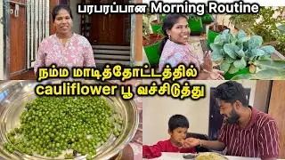 நம்ம மாடித்தோட்டத்தில் cauliflower பூ வச்சிடுத்து | Morning Routine | Sangeetha Vinoth | #tamilvlog