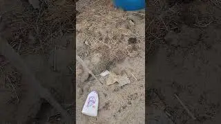 How hard is it to grow Palo Verde from seeds