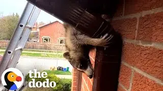 Умная мама-енот отправляет спасателей в погоню за гусями | The Dodo