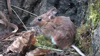 Yellow-necked Mouse - The British Mammal Guide