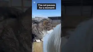 The Unlikely Friendship of a Cat and a Horse #animalbonds #catbond #funny #catbonding #cute