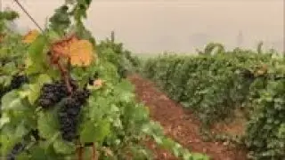 West Coast winemakers fear smoke damage to grapes