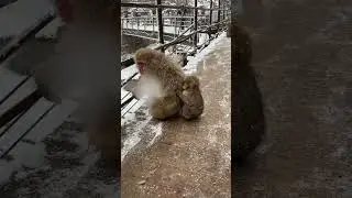 Snow monkeys hot springs Japan