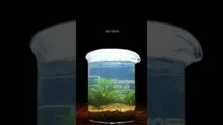 mini guppyfish aquarium setup in beaker 🤣 aataya potathu beaker😁