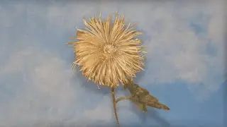 melancholy 憂鬱