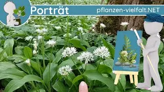🖼️ Porträt 033 - Bärlauch (Allium ursinum) - Wildpflanze/Wildkraut (Essbar)
