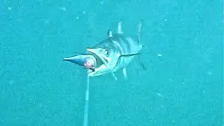 Are YOU KIDDING?? Offshore Kayak Fishing!! Gold Coast! Australia!