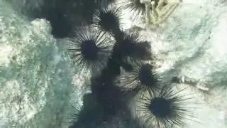 Diadema antillarum