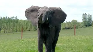 Zoo Keeper Diaries: Episode 2: Sutton is Exploring! 🐘