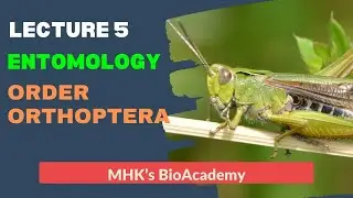 Lec #5 Order Orthoptera || Entomology By MHK || QAU || Swat ||