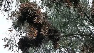 Monarch Butterflies from Natural Bridge State Park Santa Cruz, CA