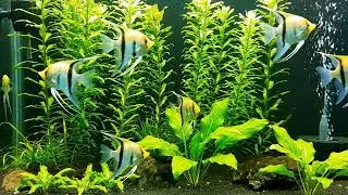 AI Angelfish video