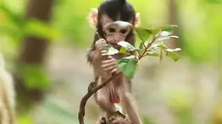 Cute Bb- Teresa and Daisy Look after Draya Playing  alone on Tree-on Sep25,2023/VS.1792- Ambers