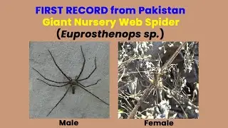 First Verified Record of a Giant Nursery Web Spider (Euprosthenops sp.) from Pakistan