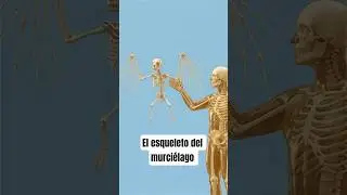 &iquest;C&oacute;mo se ven los esqueletos de estos animales?   #curiosidades #datoscurisos