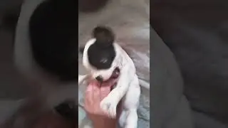 Собака чуть не откусила палец #memes #funny #dog #remix #dj #mashup #memes #music #funny