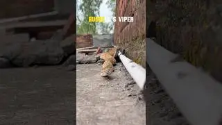 #wildliferescue #cobra #snake #snakevideo #nagin #viral ​⁠@Panchal_Ji_Snake_Expert  #shorts