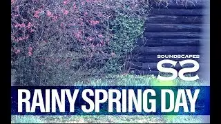RAINY SPRING DAY - 1 HOUR | Soundscapes for Weirdos