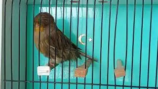 #crestbred #crest #canary