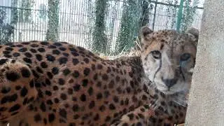 Венский зоопарк. Vienna Sch&ouml;nbrunn Zoo