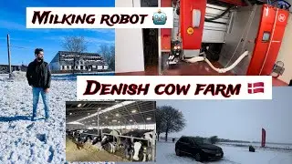 Denmark&rsquo;s cow farm 🇩🇰🐄 !! Milking robot !! Milk production in Denmark॥Denmark&rsquo;s robotic cow farm॥