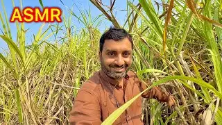 ASMR sugarcane chewing my favourite 