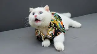 Dressing Up My Cat Cream