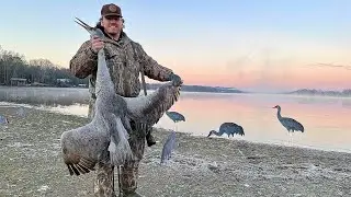 SANDHILL CRANE HUNTING IN TENNESSEE PUBLIC LAND (CATCH CLEAN AND COOK)