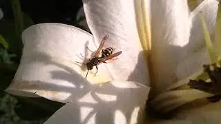 Klecanka rdzaworożna / Polistes dominula / Paper wasp