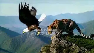 Leopard vs Eagle: Epic Mountain Showdown! 🦅🐆 #wildlife #nature #viralshorts #shorts