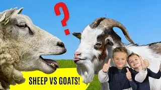Sheep vs Goat | Differences and FACTS for kids!