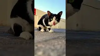 Looking for my friend Galfred.😁😁 Cat lover #catlover #animals #2023 #subscribe #mychannel