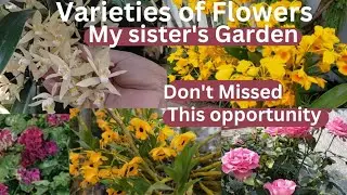 Varieties of Beautiful flowers in My Sister's Garden || Orchids ,Roses,Geranium ,wild orchid ...