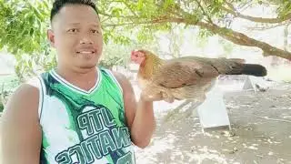 JTP GAMEFARM AA COBRA 226 AND LIEPER HATCH