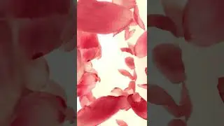 Лепестки роз в водовороте. SlowMotion