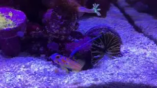 Yasha Haze Goby & Candy Stripe Pistol Shrimp