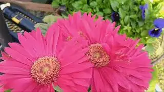 Fall decorations & Gerbera Daisy Update