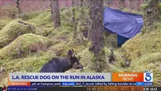 L.A. rescue dog on the run in Alaska