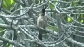 Red-Whiskered Bulbul bird singing / calling sound