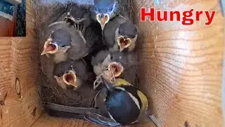 🐛🕷️ Great Tit Feeds Spider to 7 Hungry Babies! 🍽️