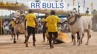 🌿నరసరావుపేట గ్రామంసబ్ 🌿జూనియర్ 🌿 5వ జత 🌿   RR BULLS