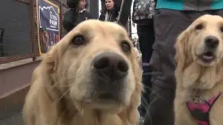 A Golden Day: Thousands attend annual Goldens in Golden event