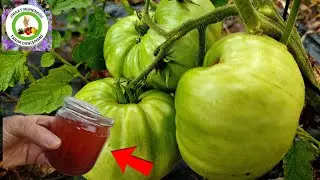 Domateslere Kırmızı G&uuml;breyi Verin Devasa B&uuml;y&uuml;k Olacak🍅&Ouml;l&uuml; Domates Salatalık Biberler Bile Coşacak