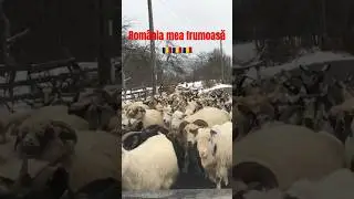Rom&acirc;nia frumoasă 🇹🇩🐏 #traditional #cioban #sheep #ardeal