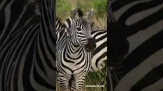 Zebras - Are They Black With White Stripes or White With Black Stripes? #shorts #gk #sciencefacts