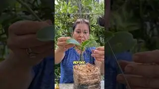 Посмотрите, как легко размножить орхидею! #шорты #орхидеи
