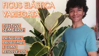 Ficus Elástica Variegata! Onde comprar e como cuidar!