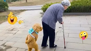 FUNNY DOGS FAILS 2026 🤣 Hilarious Dog Moments That Will Keep You Laughing All Day! 🐾#25