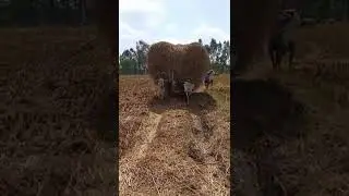 #Hallikarbull Hallikar bullocks lifting heavy load of paddy livestock