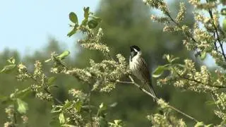 Reed Bunting Song ID